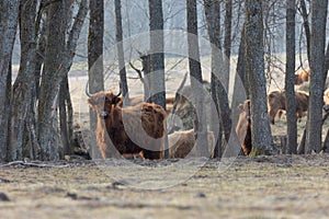 Graceful Wanderer: Majestic Brown Wild Cow Grazing in the Spring Field