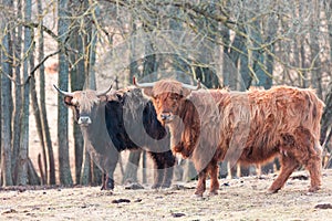 Graceful Wanderer: Majestic Brown Wild Cow Grazing in the Spring Field