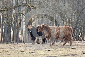 Graceful Wanderer: Majestic Brown Wild Cow Grazing in the Spring Field