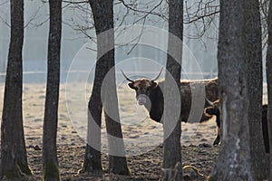 Graceful Wanderer: Majestic Brown Wild Cow Grazing in the Spring Field