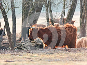 Graceful Wanderer: Majestic Brown Wild Cow Grazing in the Spring Field