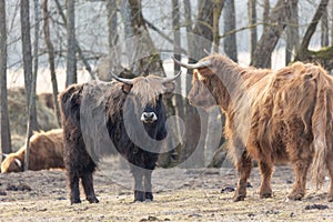 Graceful Wanderer: Majestic Brown Wild Cow Grazing in the Spring Field