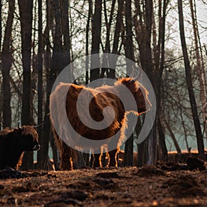 Graceful Wanderer: Majestic Brown Wild Cow Grazing in the Spring Field