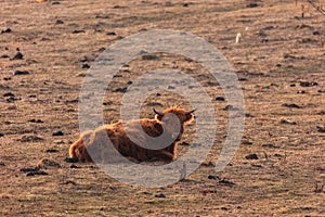 Graceful Wanderer: Majestic Brown Wild Cow Grazing in the Spring Field