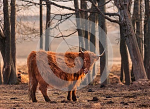 Graceful Wanderer: Majestic Brown Wild Cow Grazing in the Spring Field
