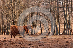 Graceful Wanderer: Majestic Brown Wild Cow Grazing in the Spring Field