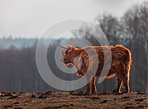 Graceful Wanderer: Majestic Brown Wild Cow Grazing in the Spring Field