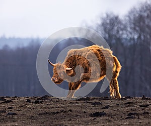 Graceful Wanderer: Majestic Brown Wild Cow Grazing in the Spring Field