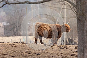 Graceful Wanderer: Majestic Brown Wild Cow Grazing in the Spring Field