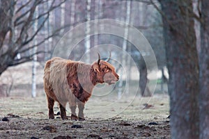 Graceful Wanderer: Majestic Brown Wild Cow Grazing in the Spring Field