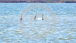 Graceful water birds, white Swans and white heron swimming in the lake