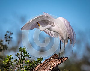 Graceful white egret preening under its wing