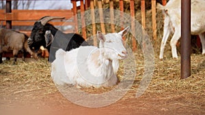 Graceful White Goats Freely Roaming on terrain on farm. Selective focus