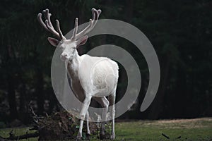 Graceful white Reindeer & x28;Rangifer tarandus& x29; walking in the wild