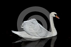 Graceful white swan.