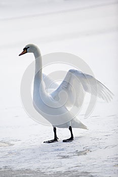 Graceful white swan photo