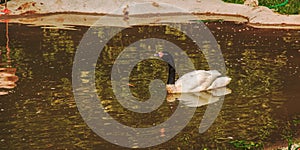 V rybníku v Bojnicích na Slovensku plave půvabná bílá labuť s černým krkem