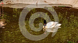 A graceful white swan with a black neck swims in a pond in Bojnice, Slovakia