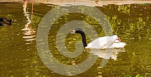 A graceful white swan with a black neck swims in a pond in Bojnice, Slovakia