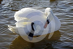 A graceful white swan cleans its feathers. large waterfowl