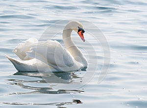 Graceful white swan Cygnus olor swimming on a lake or sea