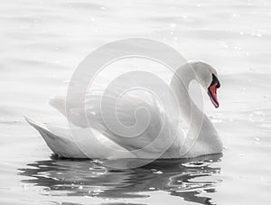 Graceful white swan Cygnus olor swimming on a lake or sea