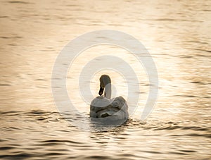 Graceful white swan Cygnus olor swimming on a lake or sea