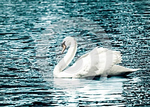 Graceful white swan