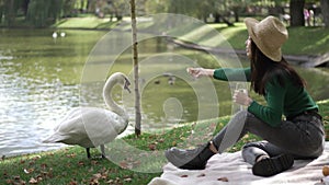 Graceful white swan standing on green lawn at lake with charming Asian woman stretching bread feeding bird. Wide shot