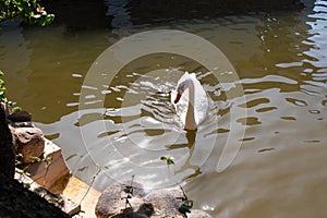 A graceful white swan swimming on a lake with dark green water. The white swan is reflected in the water.