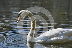 A graceful white swan swimming on a lake with dark water. The white swan is reflected in the water. The mute swan