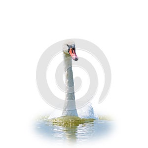 Graceful white Swan swimming in the lake, isolated on white background. Portrait of a white swan swimming on a lake