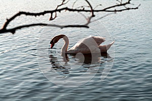 Graceful white swan swimming on a lake or sea