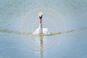 Graceful white Swan swimming in the lake, swans in the wild. Portrait of a white swan swimming on a lake