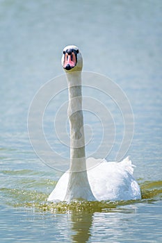 Graceful white Swan swimming in the lake, swans in the wild. Portrait of a white swan swimming on a lake