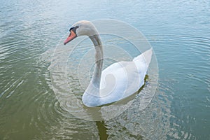 Graceful white Swan swimming in the lake, swans in the wild. Portrait of a white swan swimming on a lake