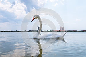 Graceful white Swan swimming in the lake, swans in the wild. Portrait of a white swan swimming on a lake