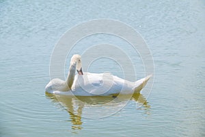 Graceful white Swan swimming in the lake, swans in the wild. Portrait of a white swan swimming on a lake