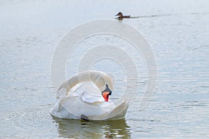 Graceful white Swan swimming in the lake, swans in the wild. Portrait of a white swan swimming on a lake