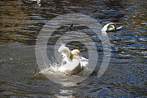 Graceful white swan on the water surface