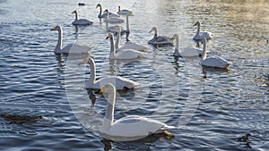 Graceful white swans swim in the ice-free blue lake