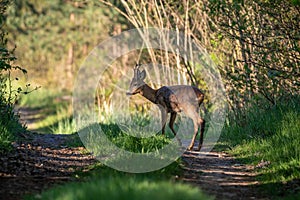 Graceful white-tailed deer strolls down a sun-dappled path