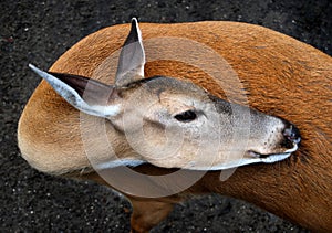 Graceful Whitetail Deer