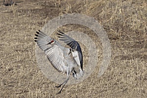 Graceful wing curvature of landing sand hill crane