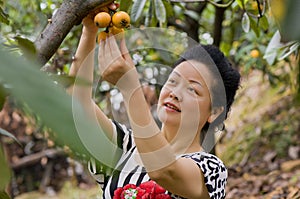 A graceful woman picking loquat