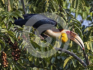 Graceful Wreathed Hornbills: Branch-perched Majesty in Pursuit of Food