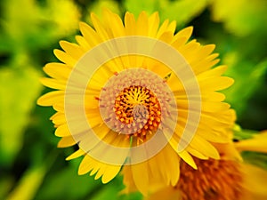 Graceful yellow blossoms of Desert sunflower