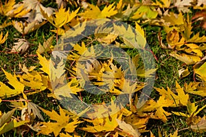 Graceful yellow fall leaves of Acer saccharinum on the green grass. Nature concept photo