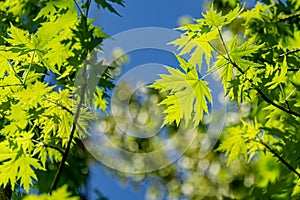 Graceful young green leaves of Acer saccharinum against the sun on blue sky background