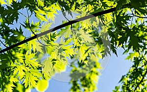 Graceful young green leaves of Acer saccharinum  against the sun on blue sky background.